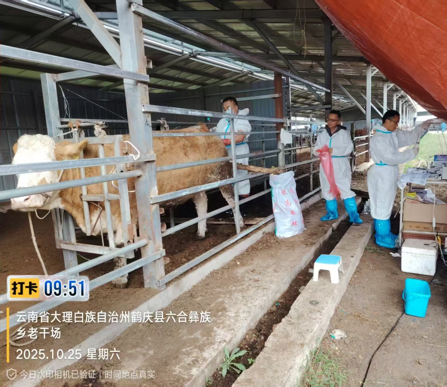 beats365种畜技术研发中心赴大理鹤庆开展华西牛育种工作